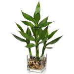 Lucky Bamboo Plant in Glass Pot for Home Decor