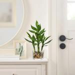 Lucky Bamboo Plant in Glass Pot for Home Decor