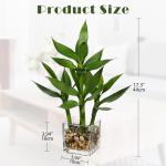 Lucky Bamboo Plant in Glass Pot for Home Decor