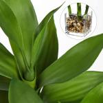 Lucky Bamboo Plant in Glass Pot for Home Decor