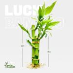 Lucky Bamboo Plant Set for Good Luck