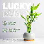 Lucky Bamboo Plant Set for Good Luck