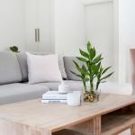 Lucky Bamboo Plant in Glass Pot for Home Decor