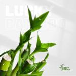 Lucky Bamboo Plant Set for Good Luck