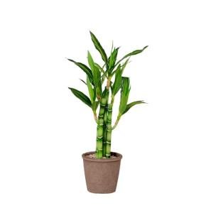 Lucky Bamboo Plant for Home and Office Decor