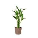 Lucky Bamboo Plant for Home and Office Decor