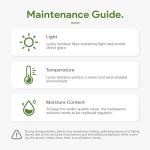 Lucky Bamboo Plant Set for Good Luck