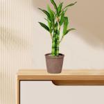 Lucky Bamboo Plant for Home and Office Decor