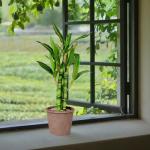 Lucky Bamboo Plant for Home and Office Decor