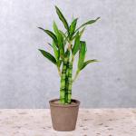 Lucky Bamboo Plant for Home and Office Decor