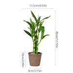 Lucky Bamboo Plant for Home and Office Decor