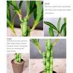 Lucky Bamboo Plant for Home and Office Decor