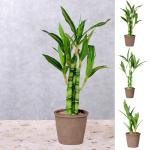 Lucky Bamboo Plant for Home and Office Decor