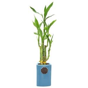 Lucky Bamboo - 5-Stem Live Plant in Ceramic Planter