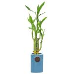 Lucky Bamboo - 5-Stem Live Plant in Ceramic Planter