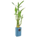 Lucky Bamboo - 5-Stem Live Plant in Ceramic Planter