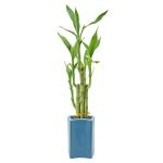Lucky Bamboo - 5-Stem Live Plant in Ceramic Planter