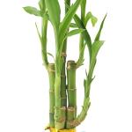 Lucky Bamboo - 5-Stem Live Plant in Ceramic Planter