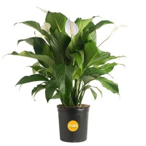 Peace Lily Live Plant - 3-Foot Indoor Charm