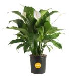 Peace Lily Live Plant - 3-Foot Indoor Charm