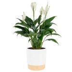 Peace Lily Plant in Decorative Pot - Air Purifier