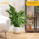 Peace Lily Live Plant - 3-Foot Indoor Charm