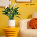 Peace Lily Plant in Decorative Pot - Air Purifier