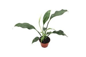 Peace Lily Plant - 3 Inches Tall