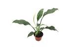 Peace Lily Plant - 3 Inches Tall