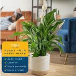 Peace Lily Live Plant - 3-Foot Indoor Charm