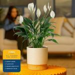 Peace Lily Plant in Decorative Pot - Air Purifier