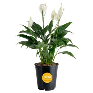 Peace Lily Plant in Angel Blossom Wrap, 6-Inch