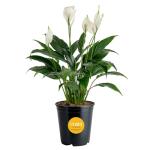 Peace Lily Plant in Angel Blossom Wrap, 6-Inch
