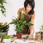 Peace Lily Plant - Easy Care Indoor Flowering