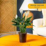 Peace Lily Plant in Angel Blossom Wrap, 6-Inch