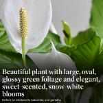 Peace Lily Plant - Easy Care Indoor Flowering