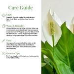 Peace Lily Plant - Easy Care Indoor Flowering