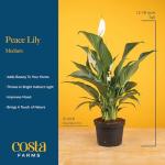 Peace Lily Plant in Angel Blossom Wrap, 6-Inch
