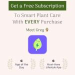 Peace Lily Plant - Easy Care Indoor Flowering