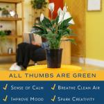 Peace Lily Plant in Angel Blossom Wrap, 6-Inch