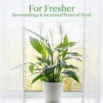 Peace Lily Plant - Easy Care Indoor Flowering