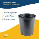 Peace Lily Plant in Angel Blossom Wrap, 6-Inch