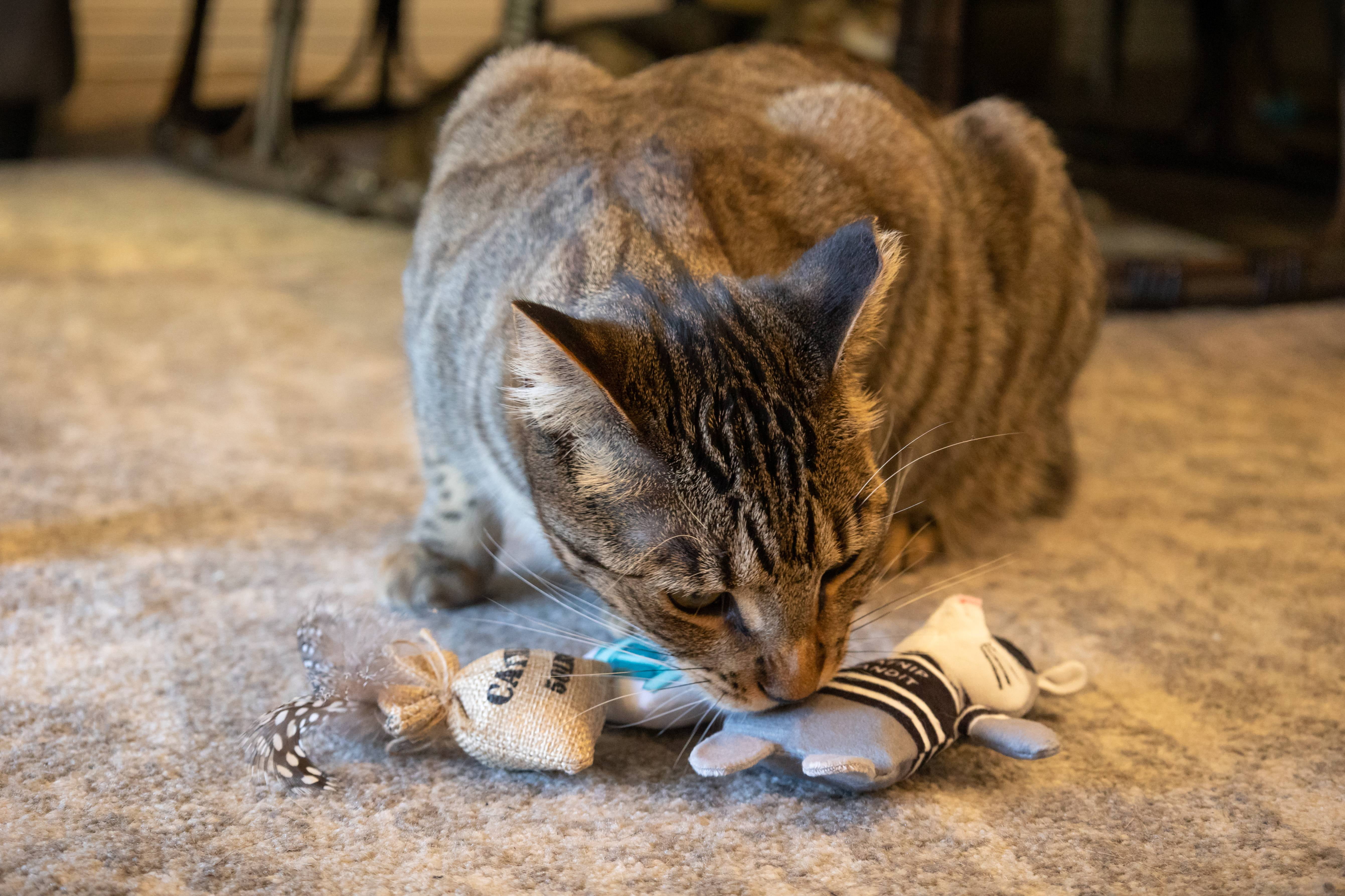 Life Catnip Bandit Cat Toy Set, 3 Pieces