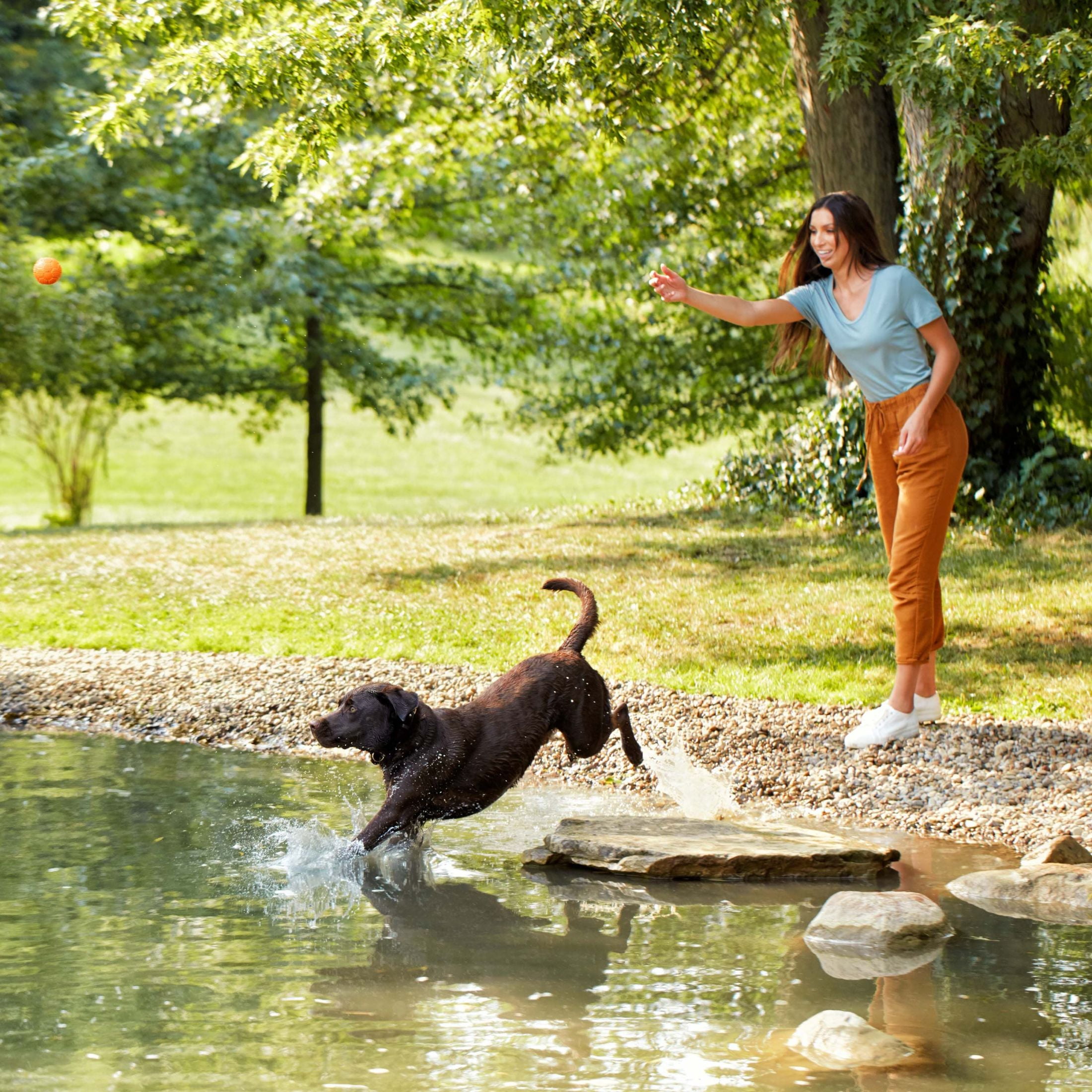 Nature's Recipe Grain-Free Chicken Dog Food, 23 lbs