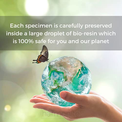 Baltic Amber Acorn Pendant Necklace for All