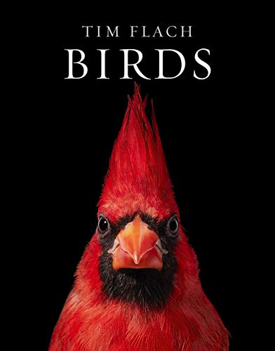 Feathered Friends: Birdwatching Essentials