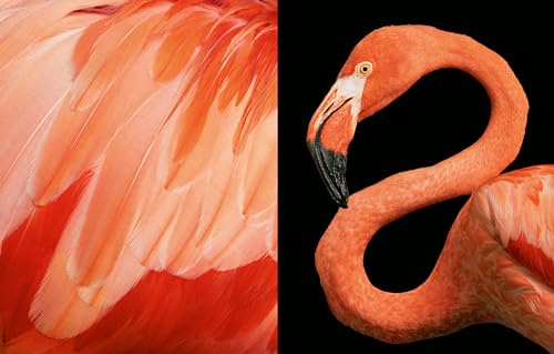Feathered Friends: Birdwatching Essentials