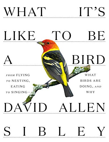 Bird Behavior: Flying, Nesting, Eating, and Singing