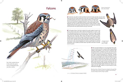 Bird Behavior: Flying, Nesting, Eating, and Singing