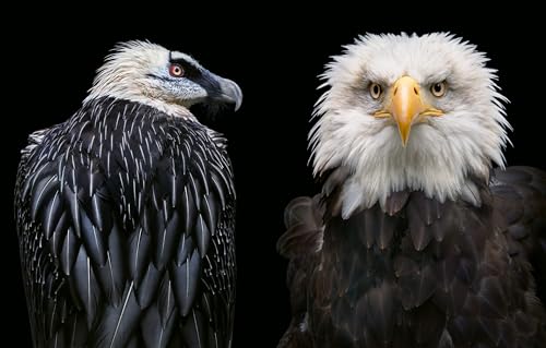 Feathered Friends: Birdwatching Essentials